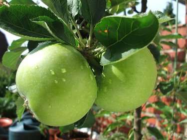 Apples Apples